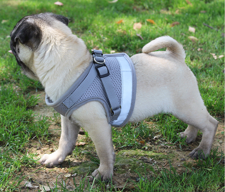 El último arnés para perros que tendrás que comprar
