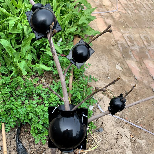 Caja De Cultivo De Raíces De Plantas