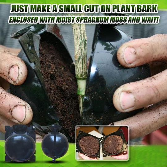 Caja De Cultivo De Raíces De Plantas