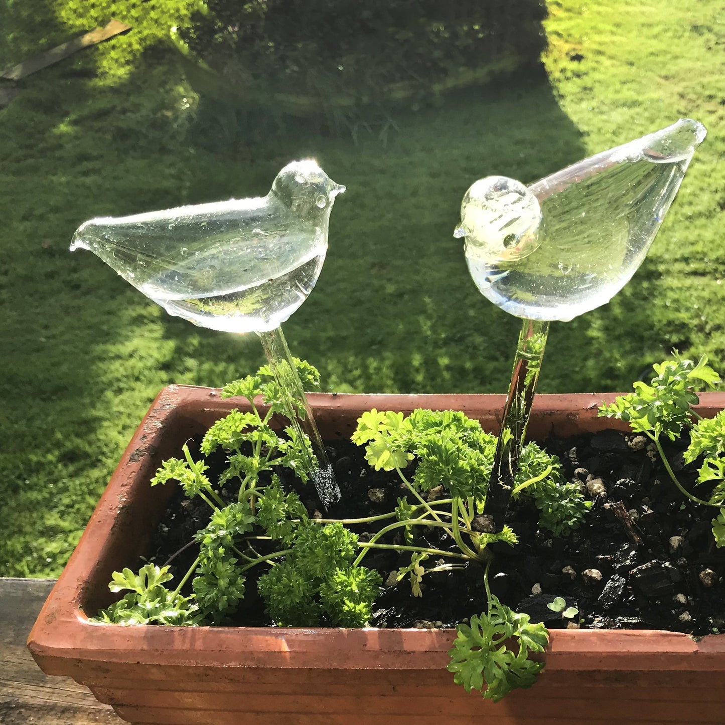 Bombillas De Vidrio Para Plantas De Riego