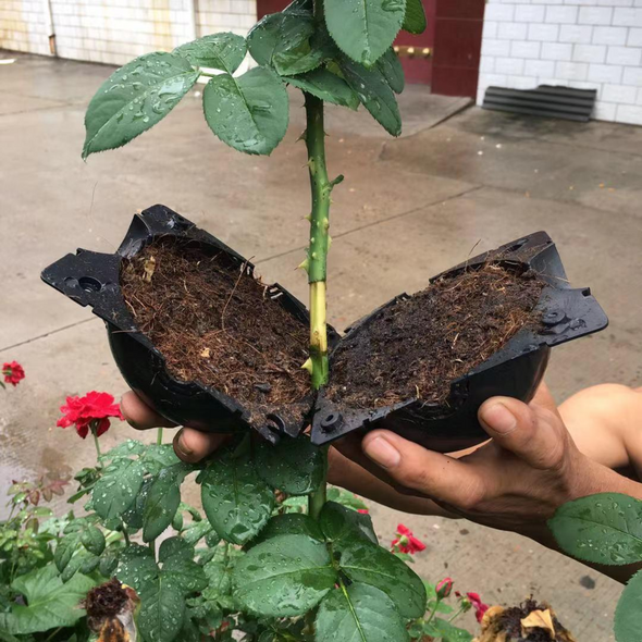 Caja De Cultivo De Raíces De Plantas