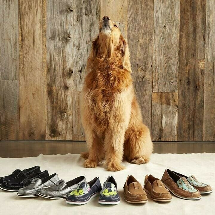 Zapatos Deportivos De Lona Con Bloques De Color Arcoíris Para Mujer