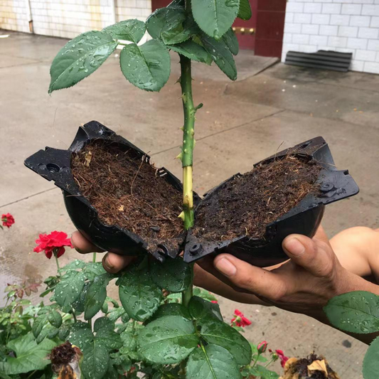 Caja De Cultivo De Raíces De Plantas